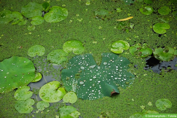 Wasserlinsen im Teich Was tun mit Entengrütze?
