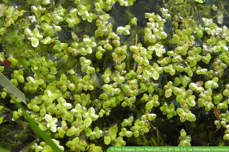 Wasserlinsen im Teich Was tun mit Entengrütze?