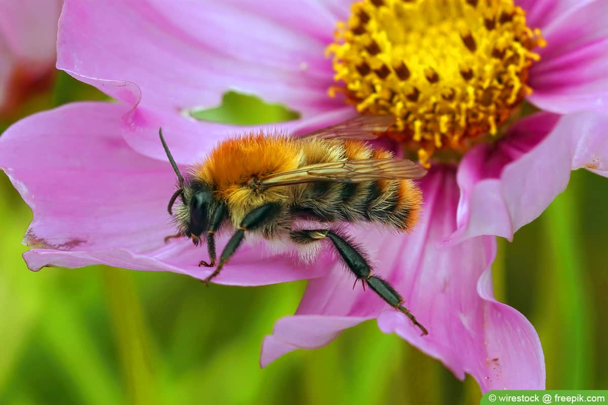 Ackerhummel - Bombus pascuorum