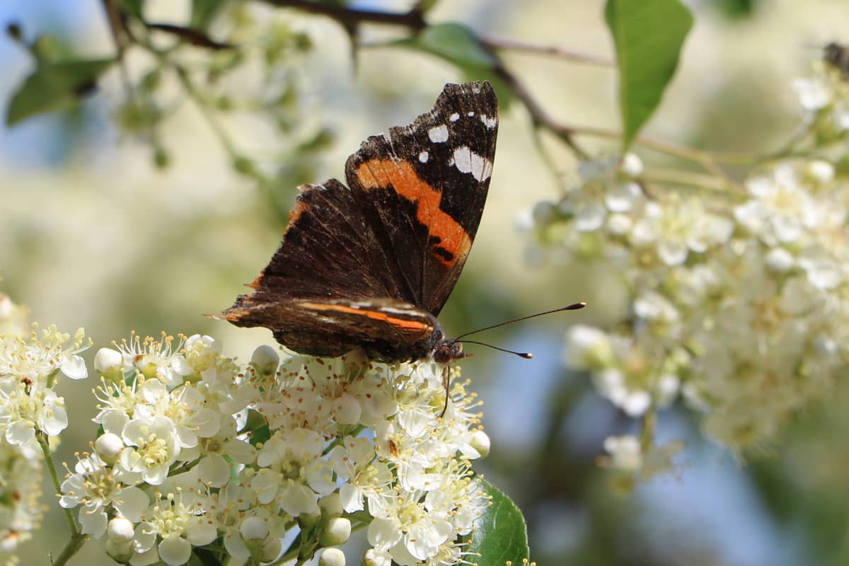 Admiral - Vanessa atalanta