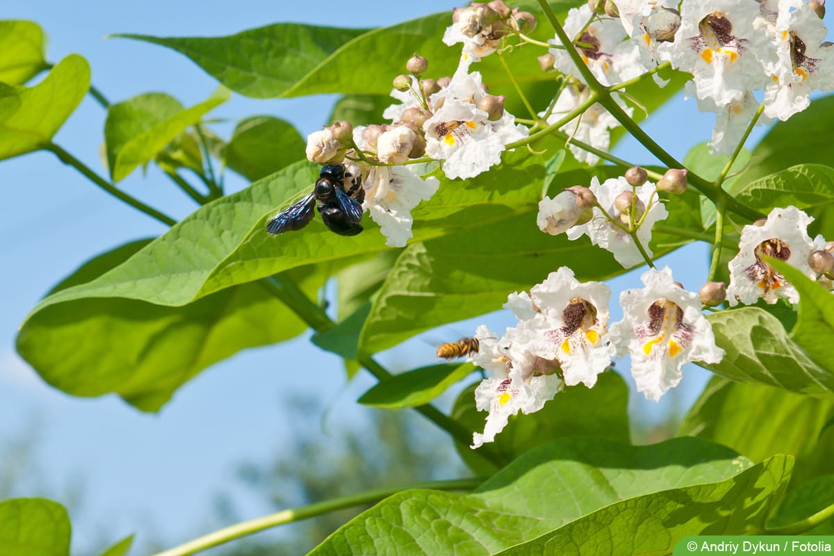 Blaue Holzbiene (Xylocopa violacea) am Trompetenbaum (Catalpa bignonioides)