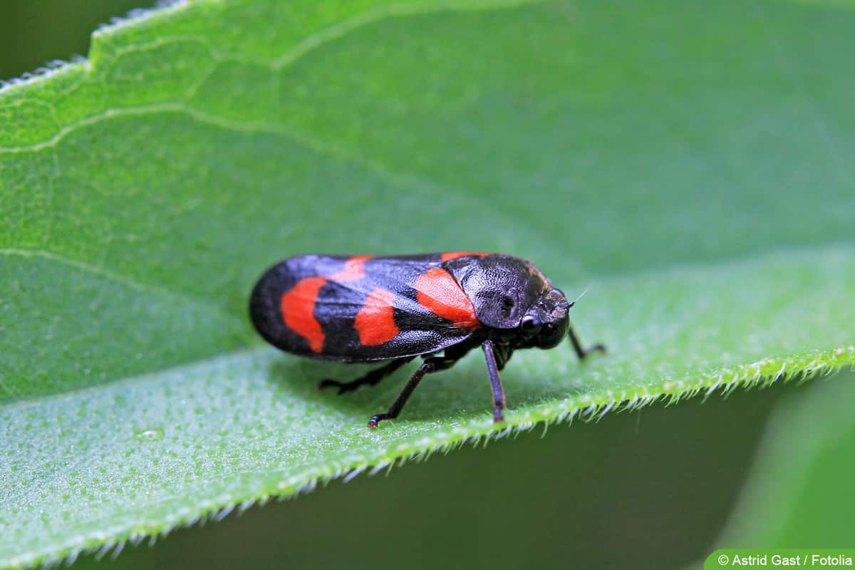 Blutzikade - Cercopis vulnerata