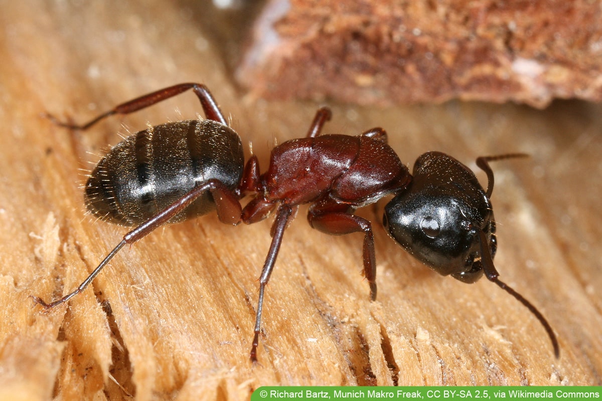 Braunschwarze Rossameise - Camponotus ligniperda