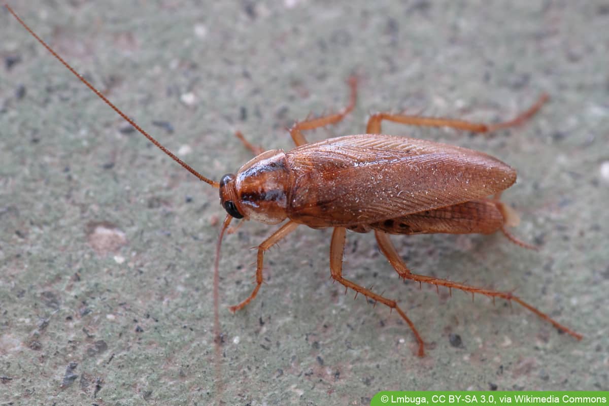 Deutsche Schabe - Blattella germanica