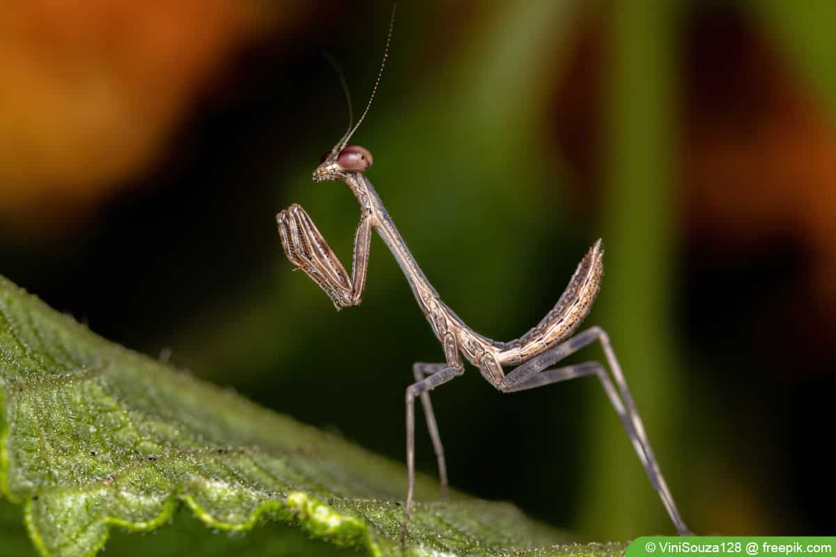 Europäische Gottesanbeterin - Mantis religiosa