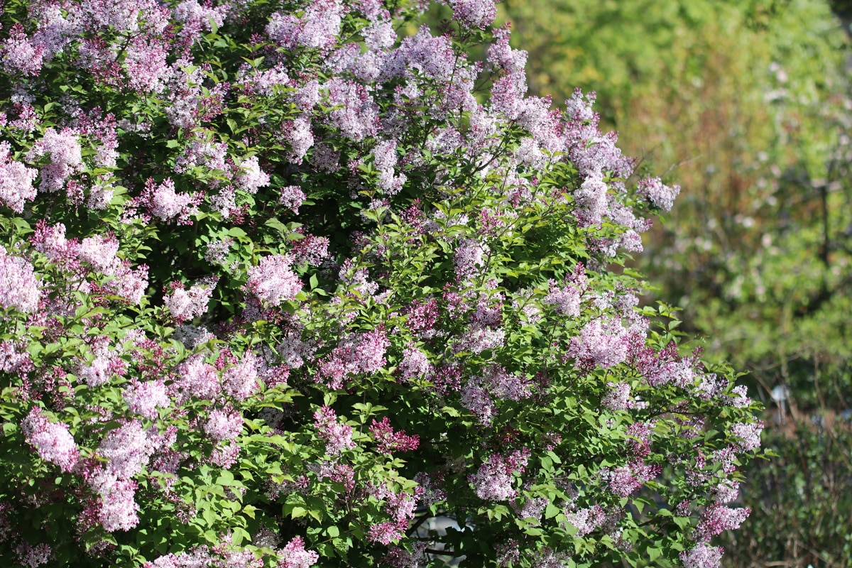 Flieder, wolliger - Syringa pubescens