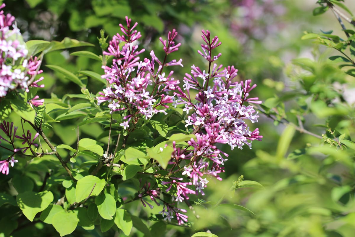 Flieder, wolliger - Syringa pubescens