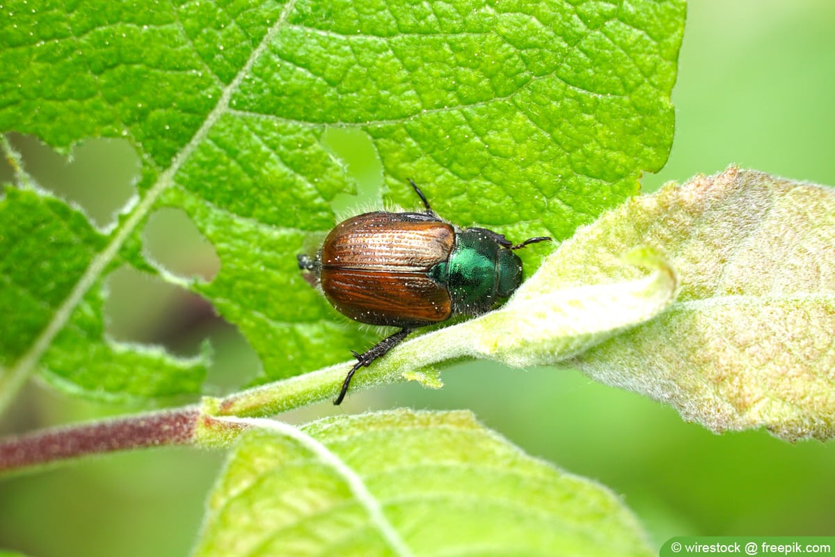 Gartenlaubkäfer - Phyllopertha horticola