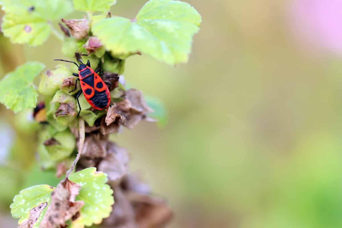 Gemeine Feuerwanze - Pyrrhocoris apterus