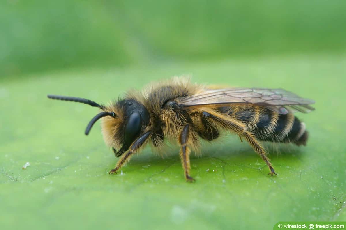 Gemeine Sandbiene - Andrena flavipes