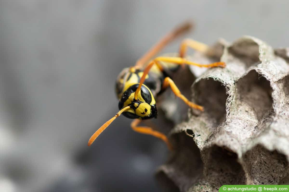 Gemeine Wespe - Vespula vulgaris