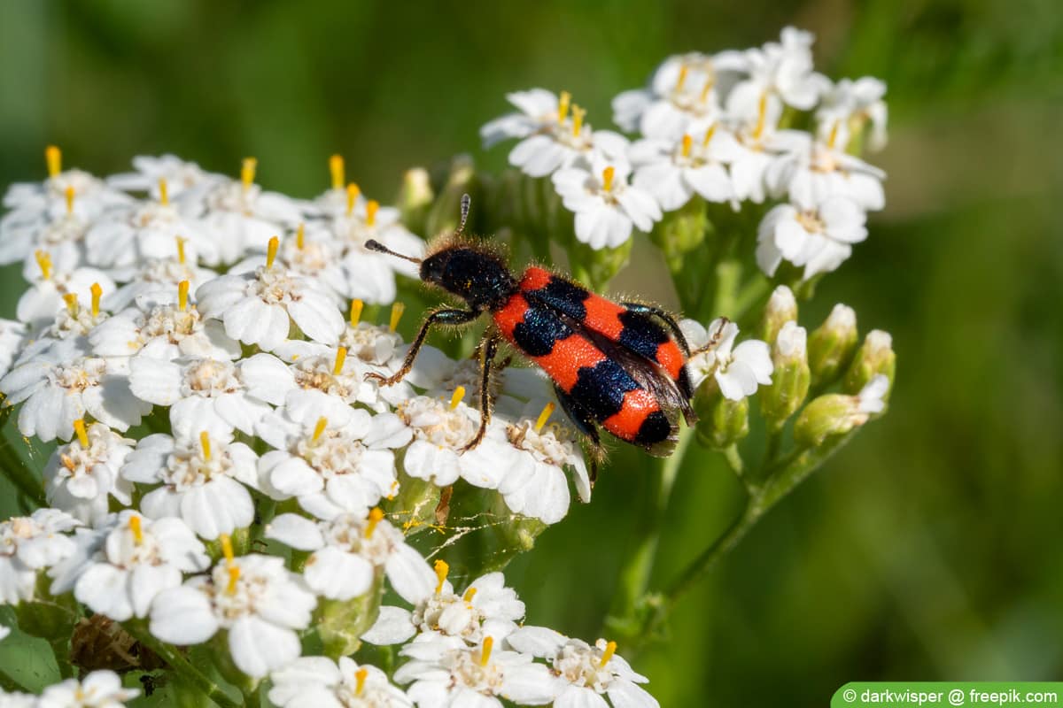 Gemeiner Bienenkäfer - Trichodes apiarius