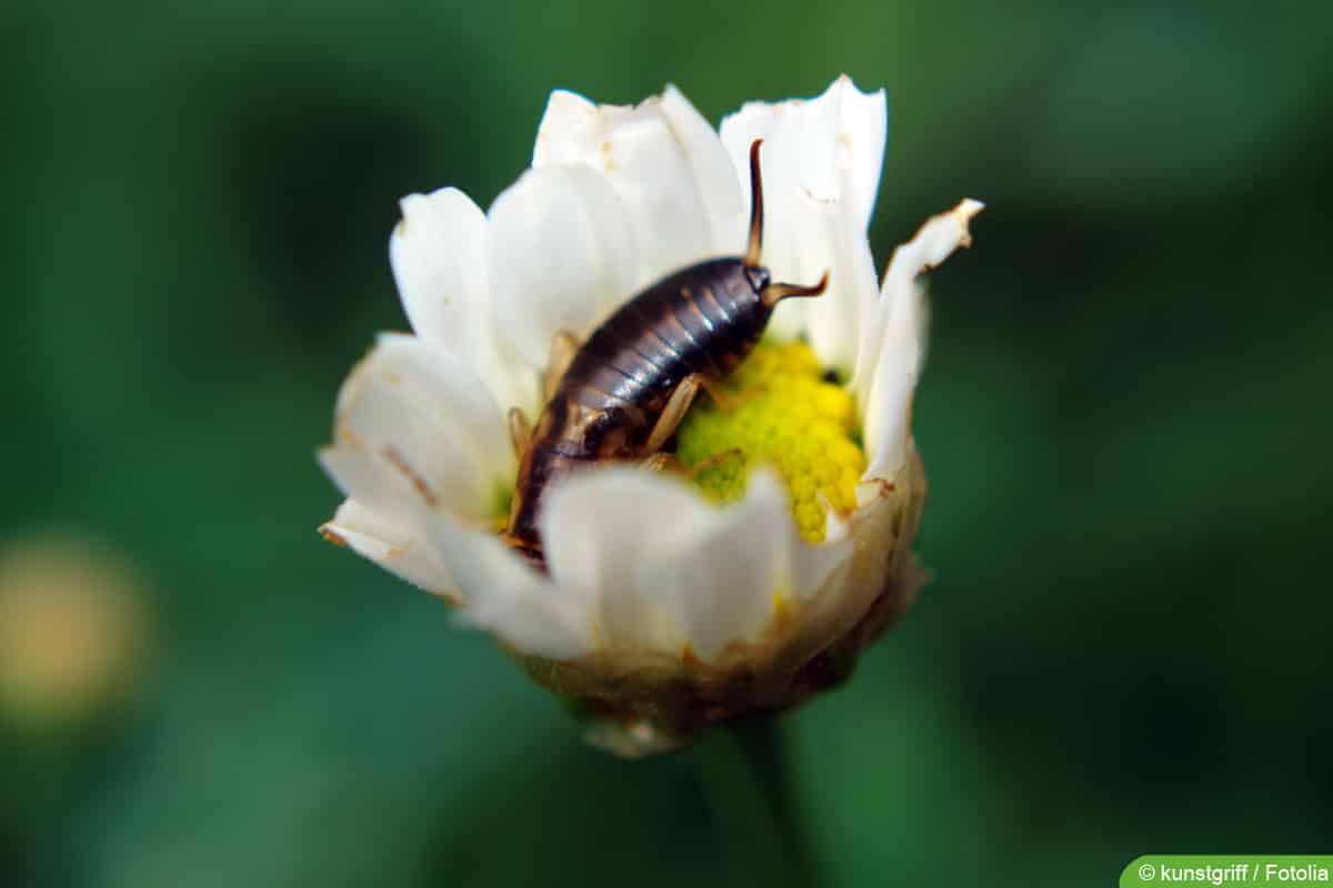 Gemeiner Ohrwurm - Forficula auricularia