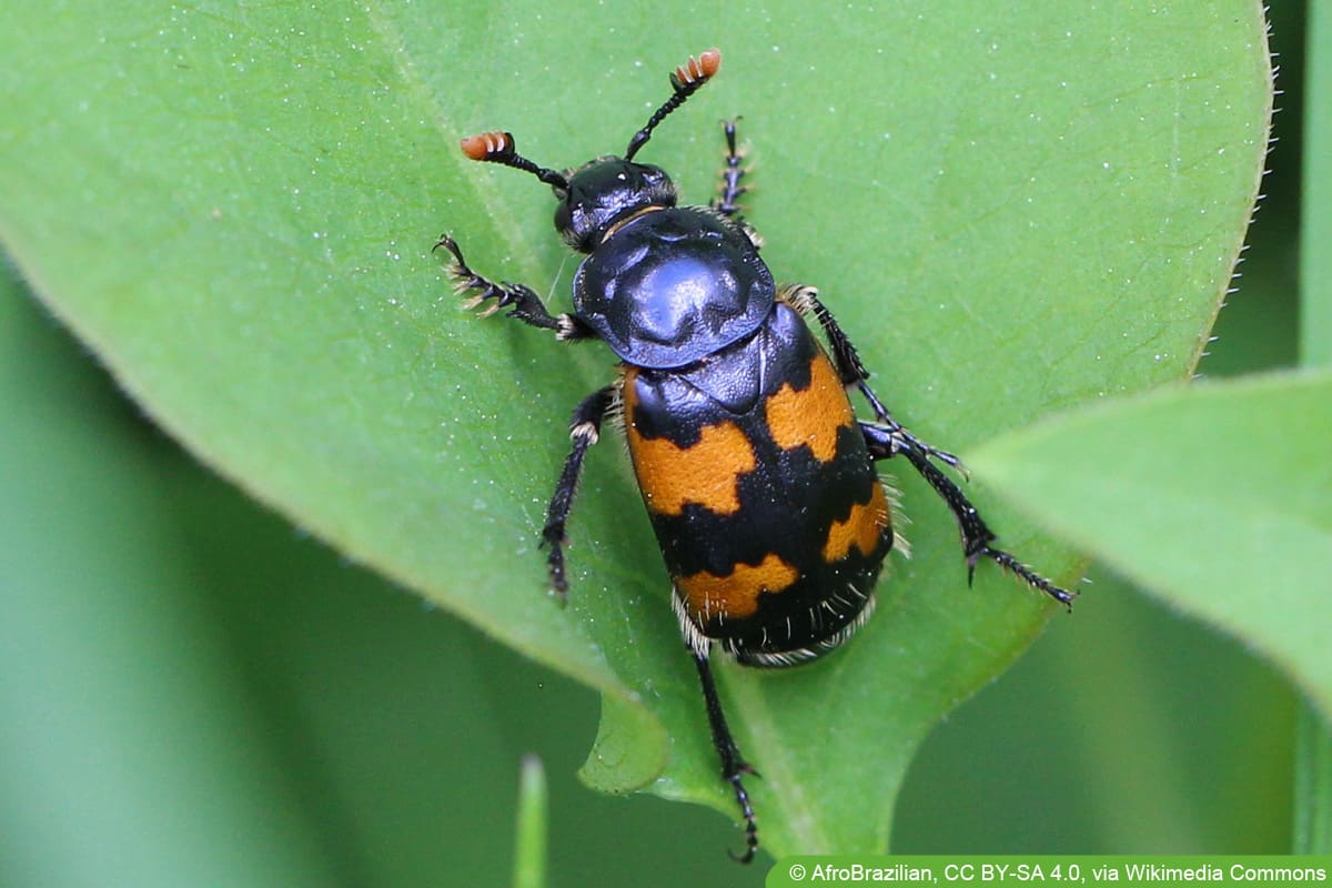 Gemeiner Totengräber - Nicrophorus vespillo