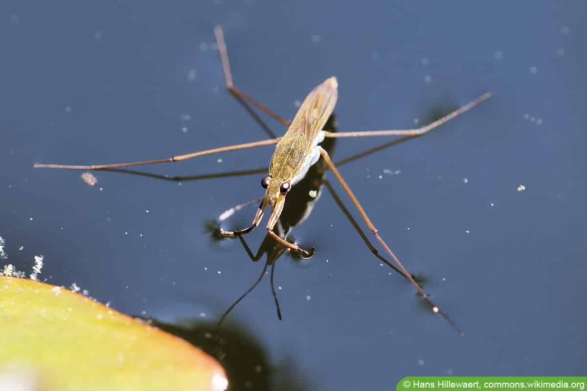 Gemeiner Wasserläufer - Gerris lacustris