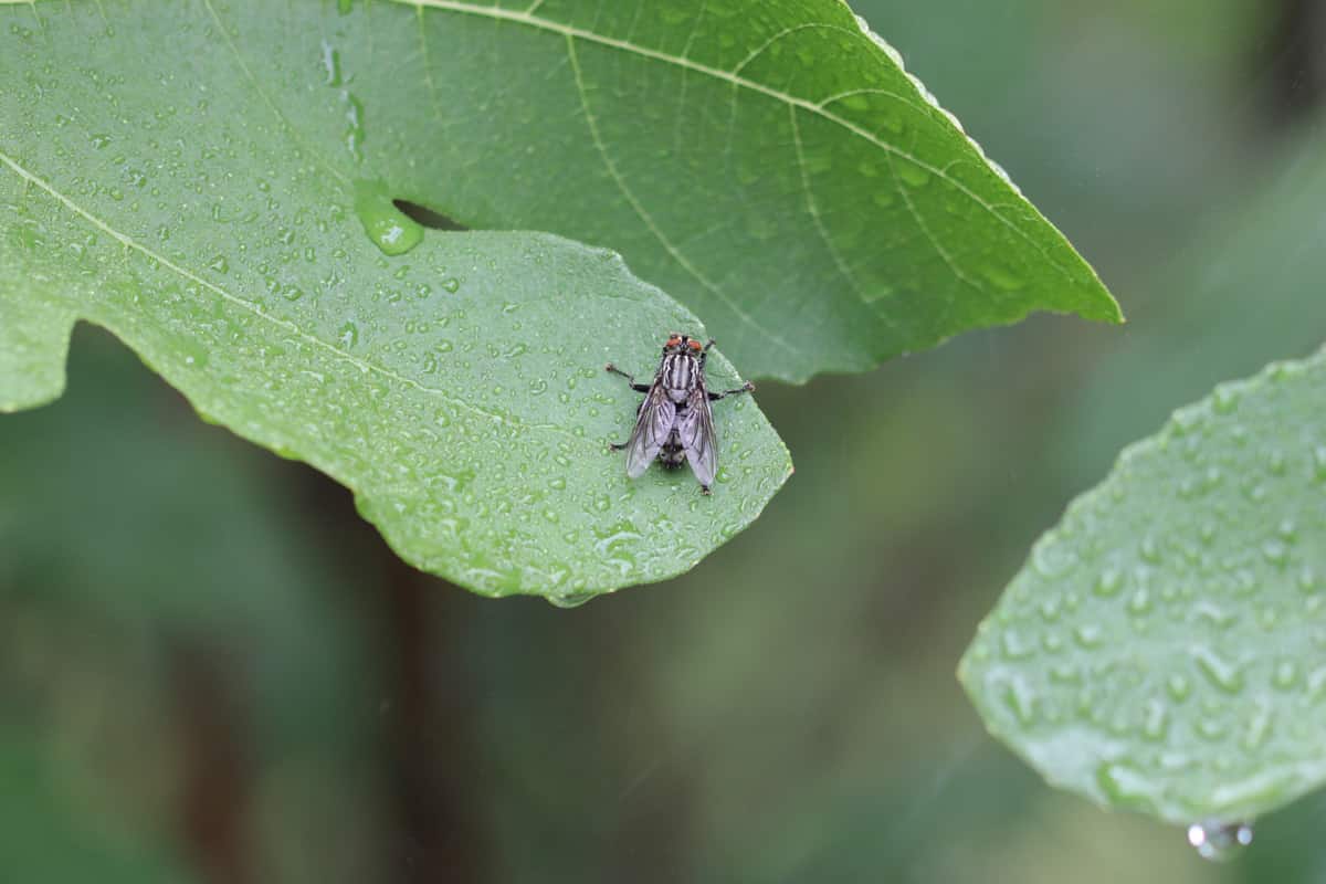 Graue Fleischfliege - Sarcophaga carnaria