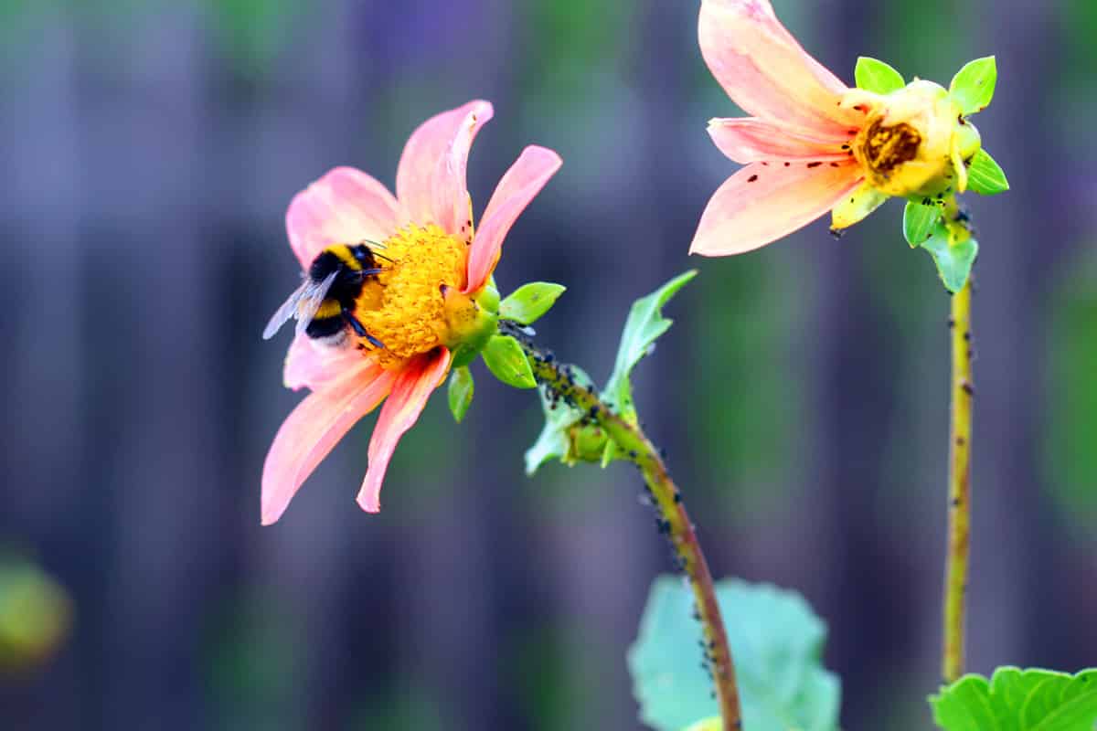 Erdhummel - Bombus magnus