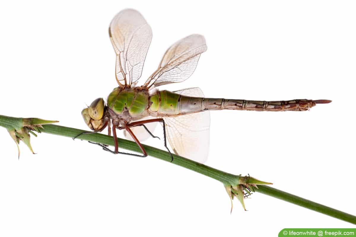 Große Königslibelle - Anax imperator