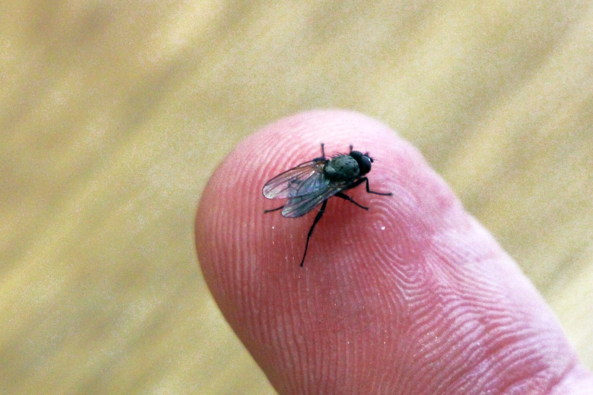 Große Stubenfliege - Musca domestica