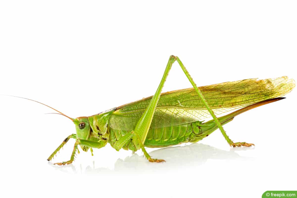 Grünes Heupferd - Tettigonia viridissima