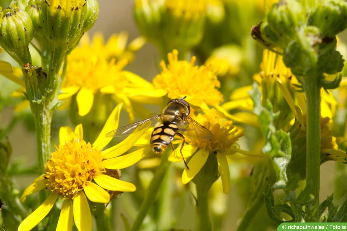 Hainschwebfliege - Episyrphus balteatus