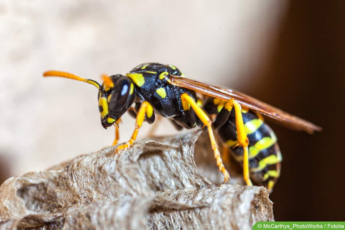 Haus-Feldwespe - Polistes dominula