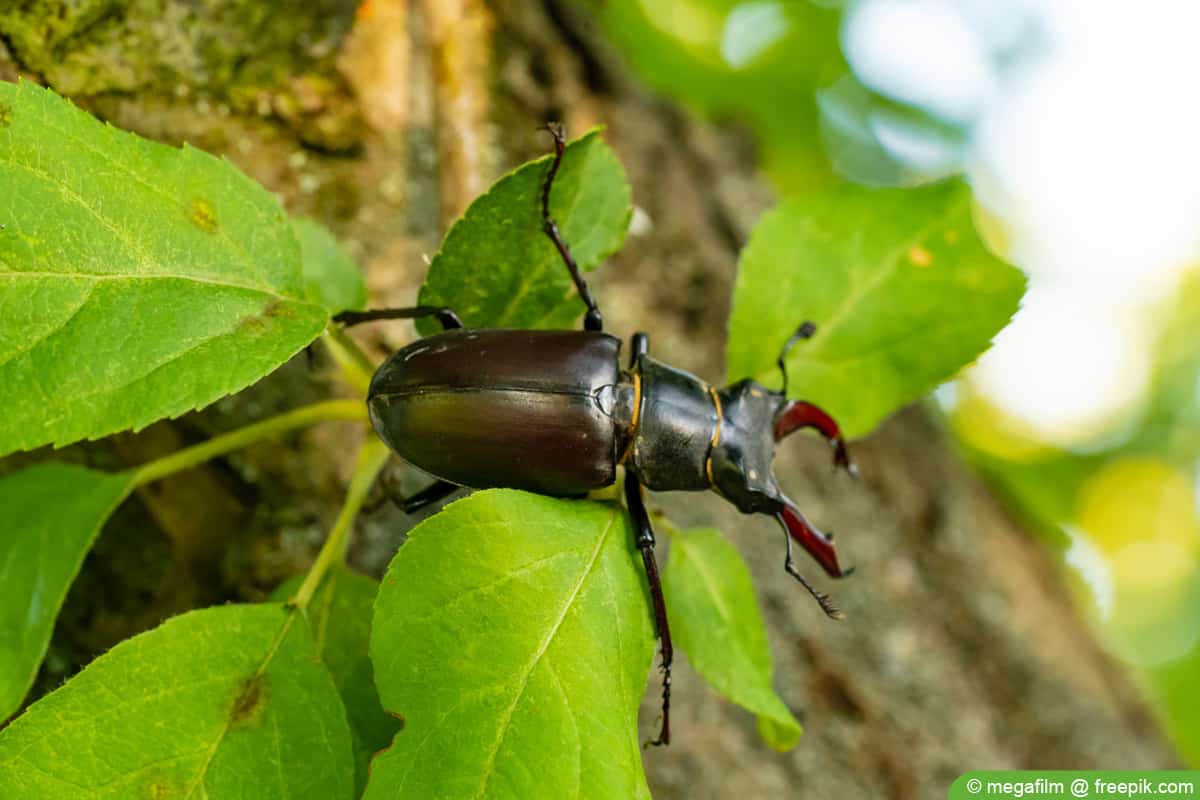 Hirschkäfer - Lucanus cervus