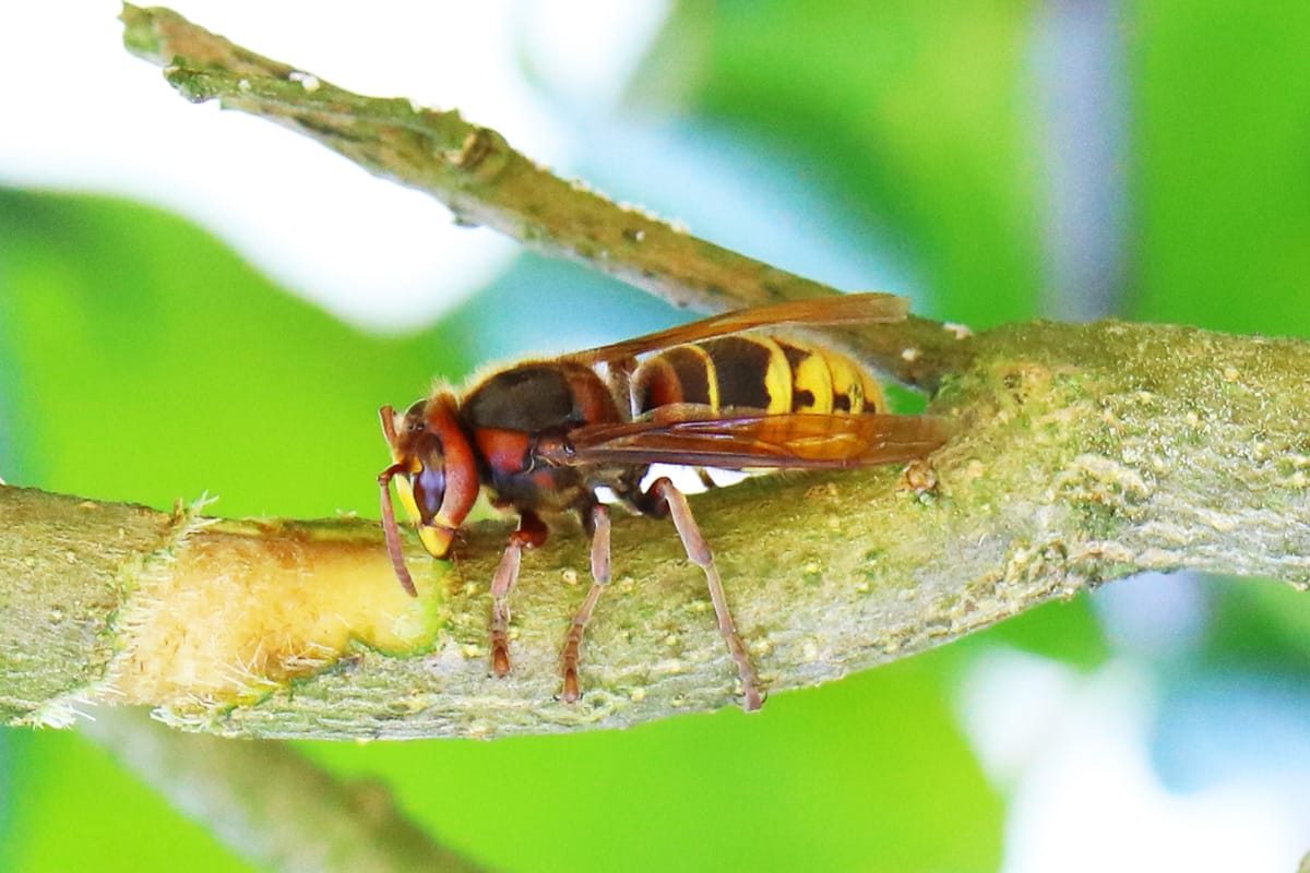 Hornisse - Vespa crabro