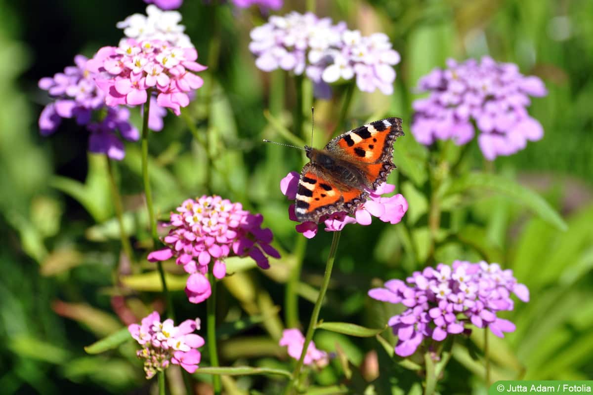 Kleiner Fuchs - Aglais urticae