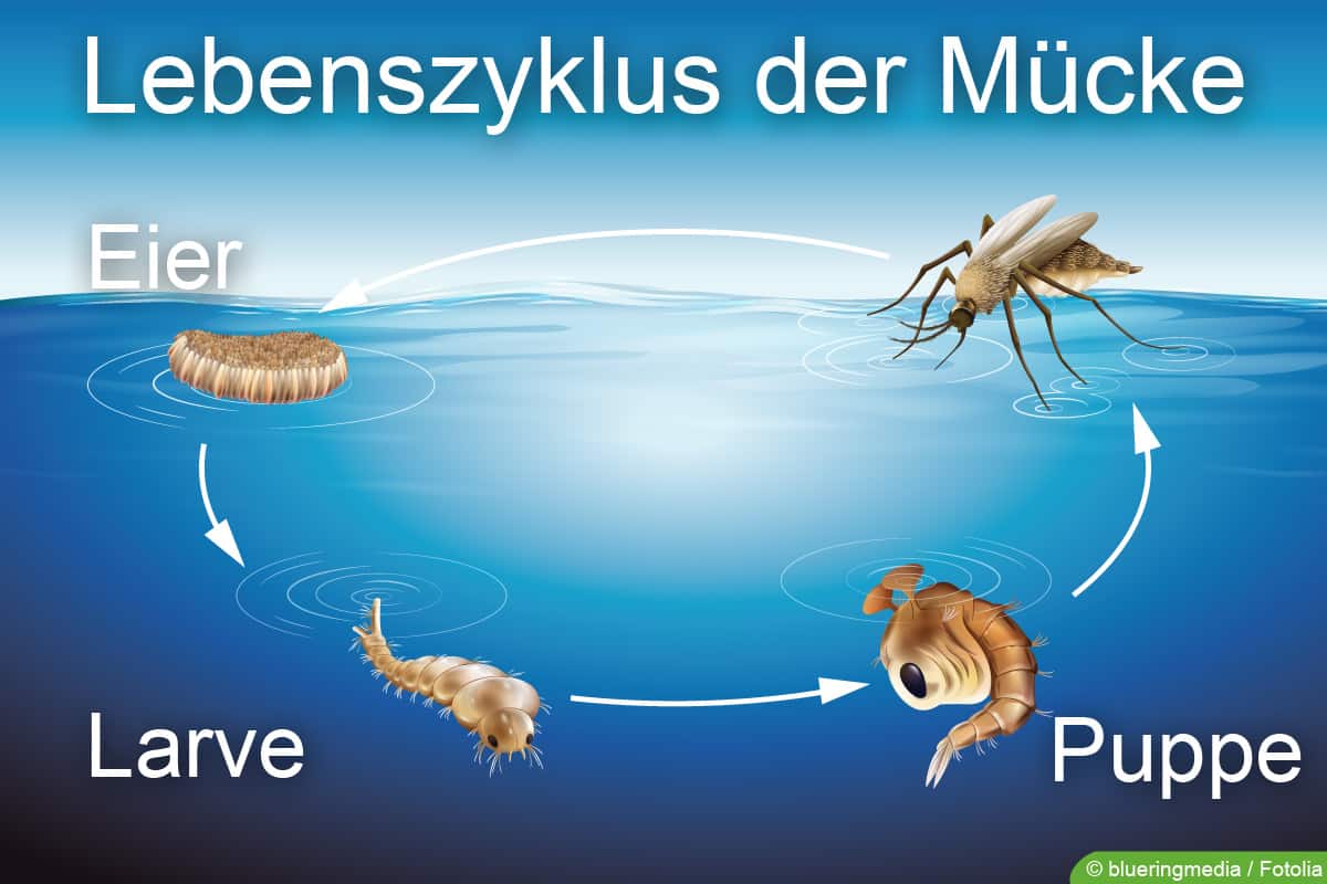 Lebenszyklus Mücke
