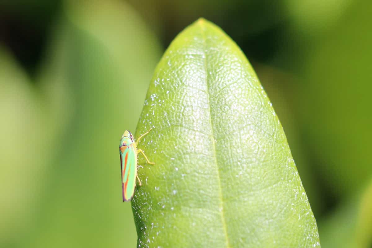 Rhododendronzikade - Graphocephala fennahi