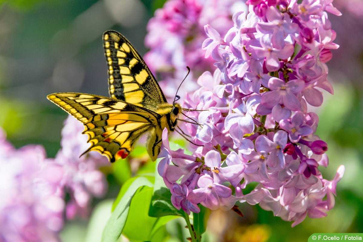 Schwalbenschwanz - Papilio machaon