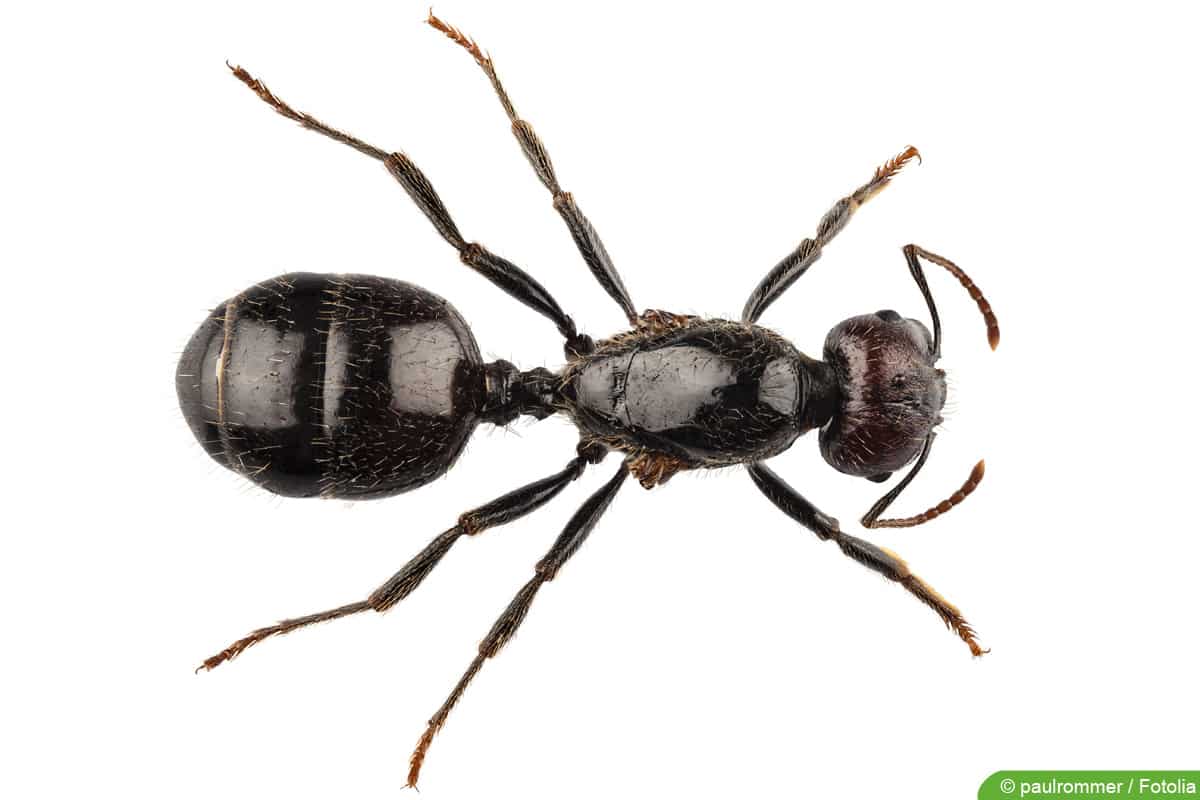 Schwarze Wegameise - Lasius niger