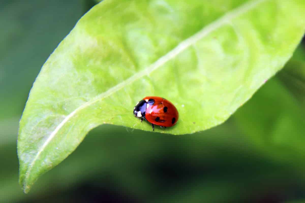 Siebenpunkt-Marienkäfer - Coccinella septempunctata