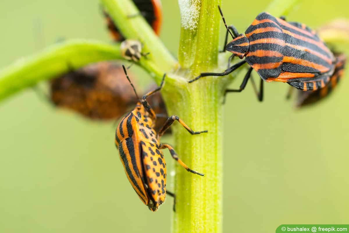 Streifenwanze - Graphosoma italicum