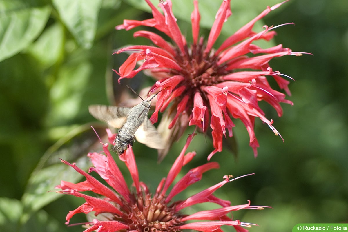 Taubenschwänzchen - Macroglossum stellatarum