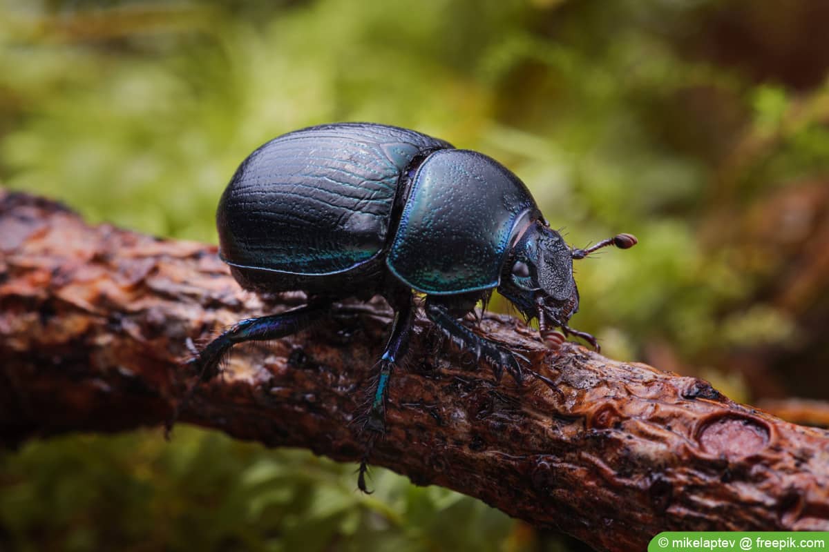 Waldmistkäfer - Anoplotrupes stercorosus