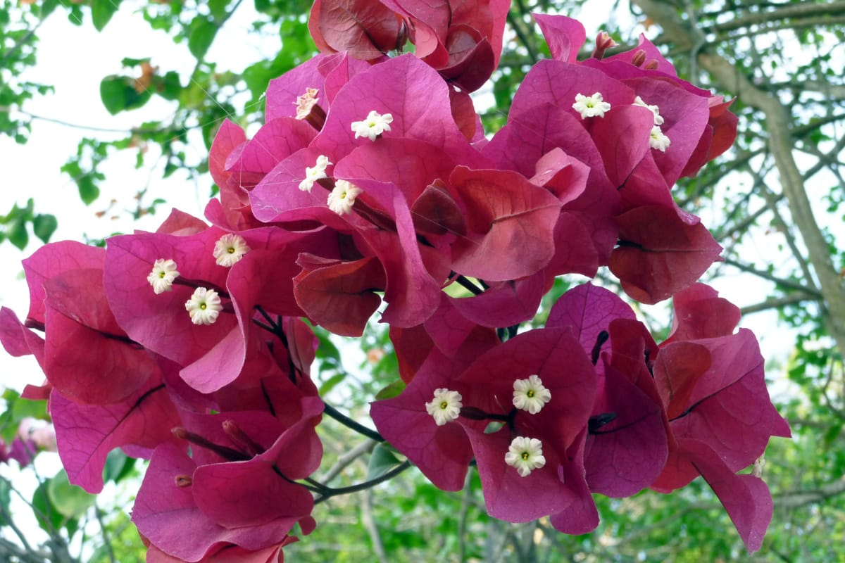 Drillingsblume - Bougainvillea