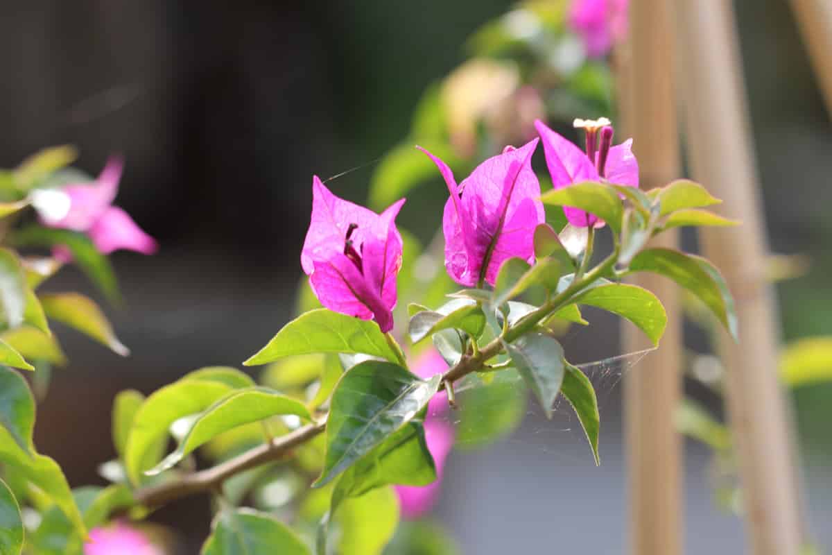 Drillingsblume - Bougainvillea