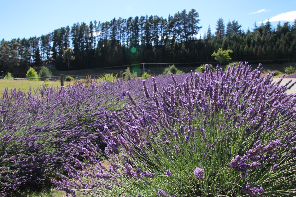 Lavendel - Lavandula angustifolia