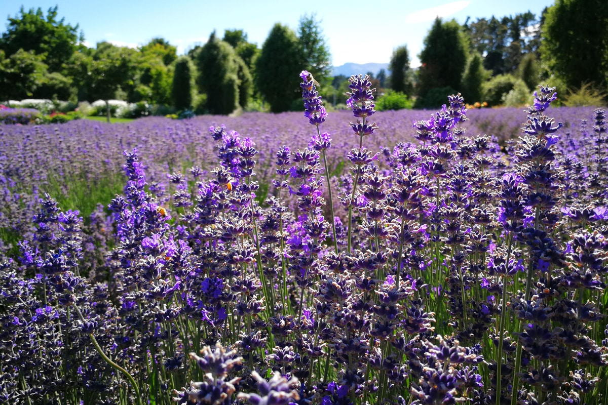 Lavendel - Lavandula angustifolia