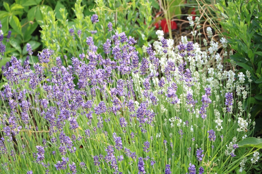 Lavendel, Lavandula angustifolia 14 Tipps der Pflege