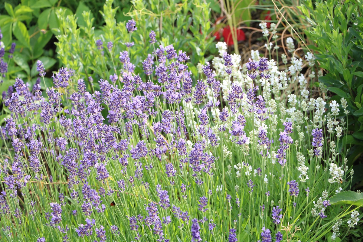 Lavendel - Lavandula angustifolia