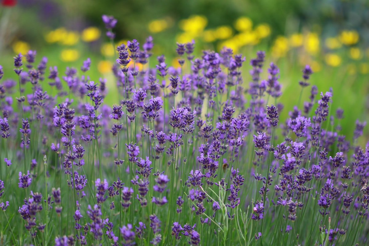 Lavendel - Lavandula angustifolia