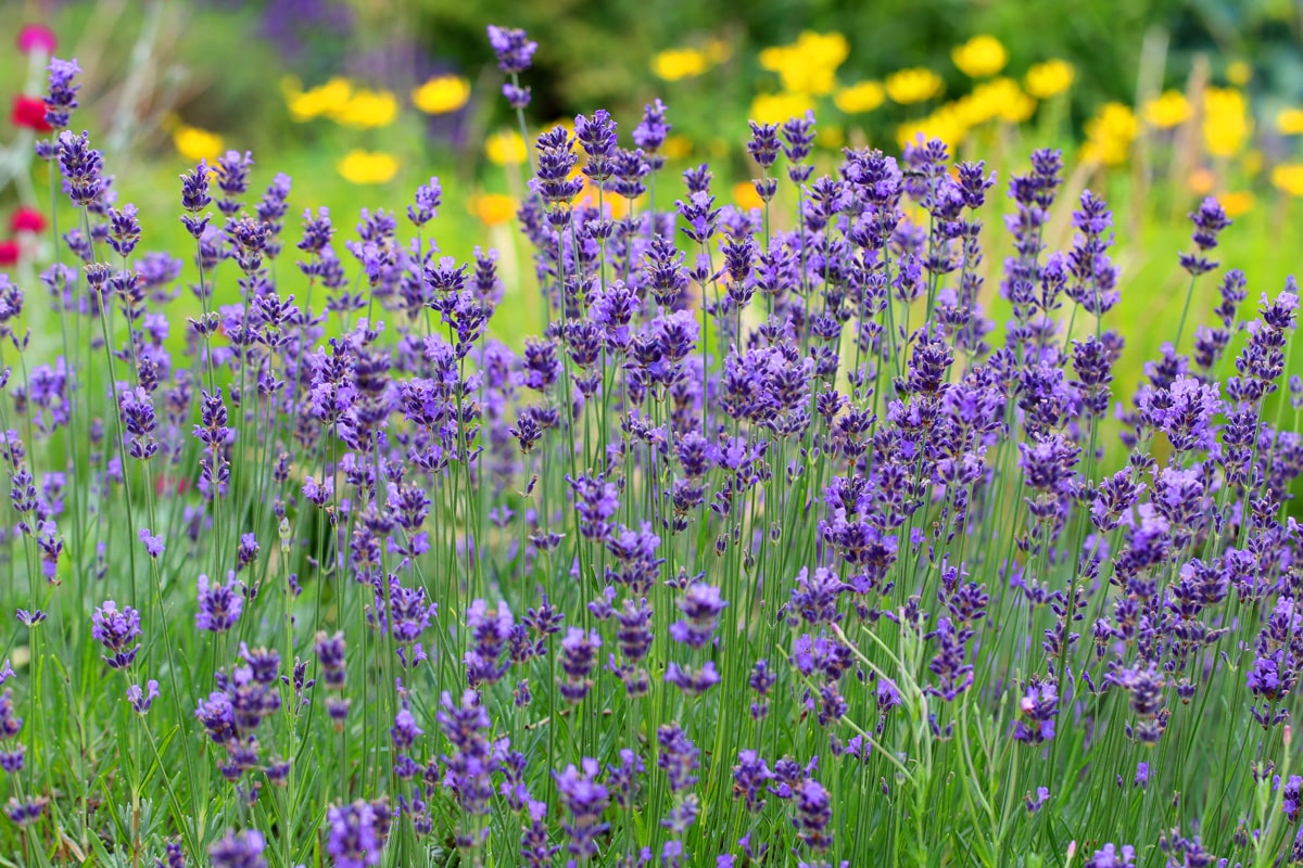 Was sollte man nicht neben Lavendel pflanzen?