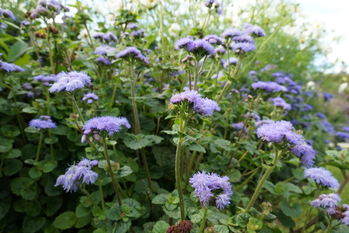 Leberbalsam - Ageratum