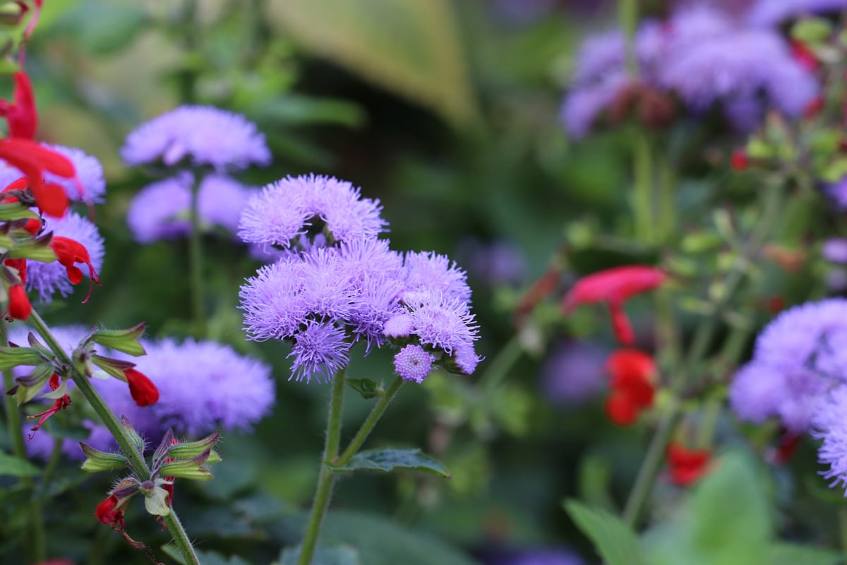 Leberbalsam - Ageratum