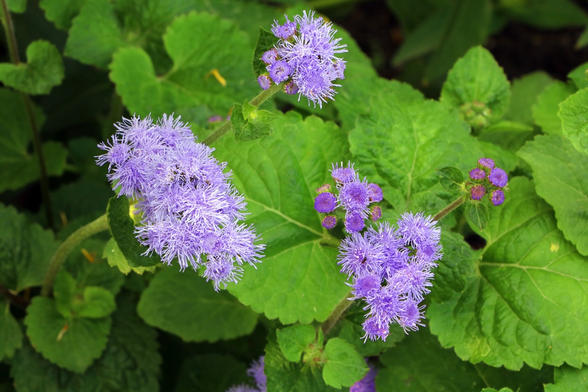 Leberbalsam - Ageratum