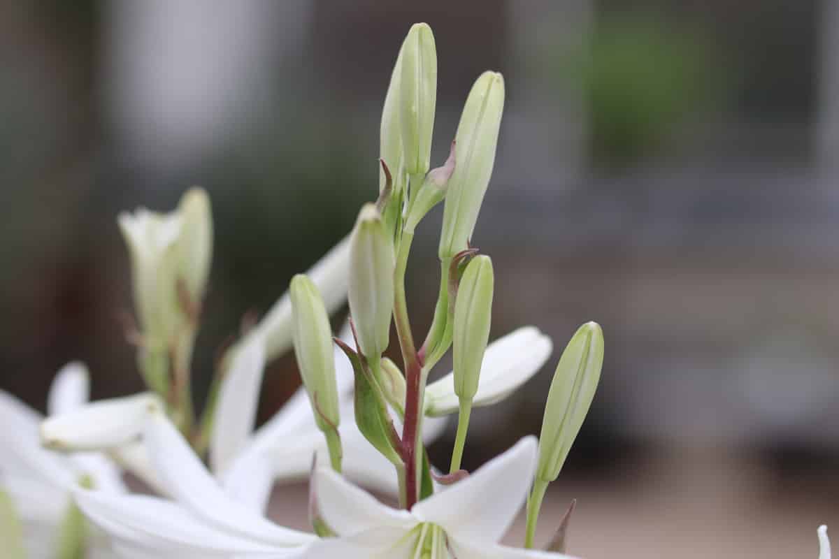 Madonnenlilie - Lilium candidum