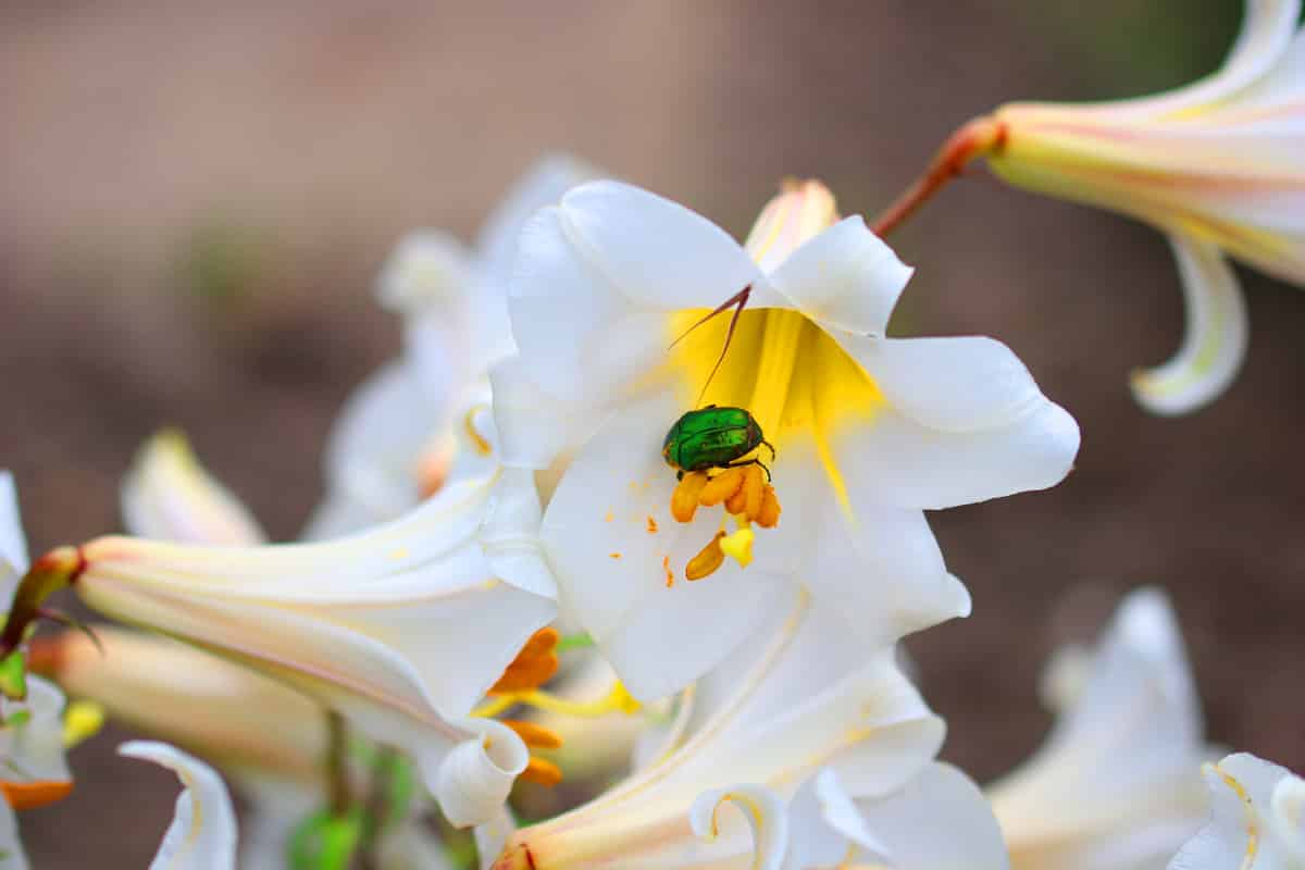 Madonnenlilie - Lilium candidum